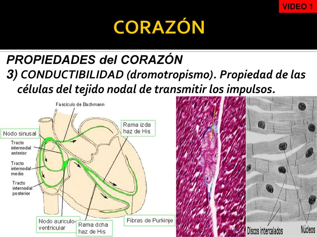 VIDEO 1 CORAZÓN. PROPIEDADES del CORAZÓN 3) CONDUCTIBILIDAD (dromotropismo).