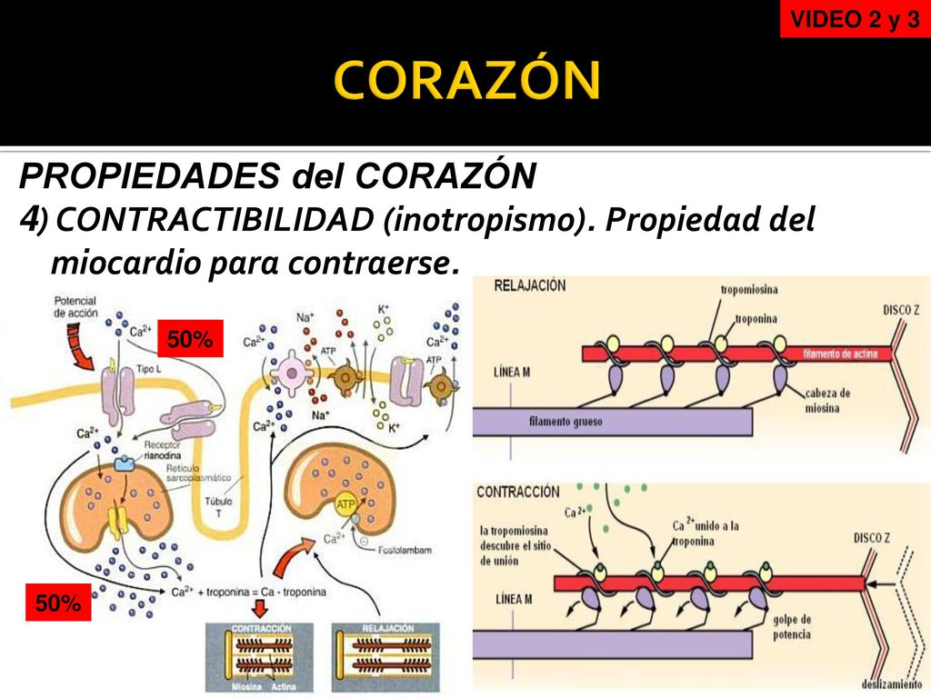 VIDEO 2 y 3 CORAZÓN. PROPIEDADES del CORAZÓN 4) CONTRACTIBILIDAD (inotropismo). Propiedad del miocardio para contraerse.