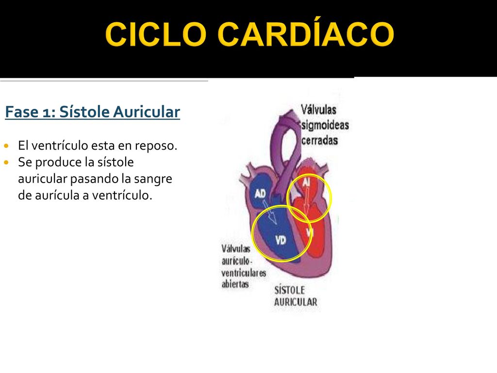 CICLO CARDÍACO Fase 1: Sístole Auricular El ventrículo esta en reposo.