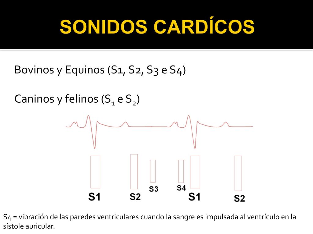 SONIDOS CARDÍCOS Bovinos y Equinos (S1, S2, S3 e S4)