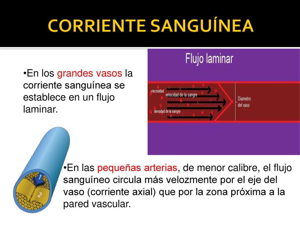 CORRIENTE SANGUÍNEA En los grandes vasos la corriente sanguínea se establece en un flujo laminar.