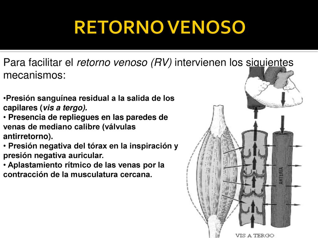 RETORNO VENOSO Para facilitar el retorno venoso (RV) intervienen los siguientes mecanismos: