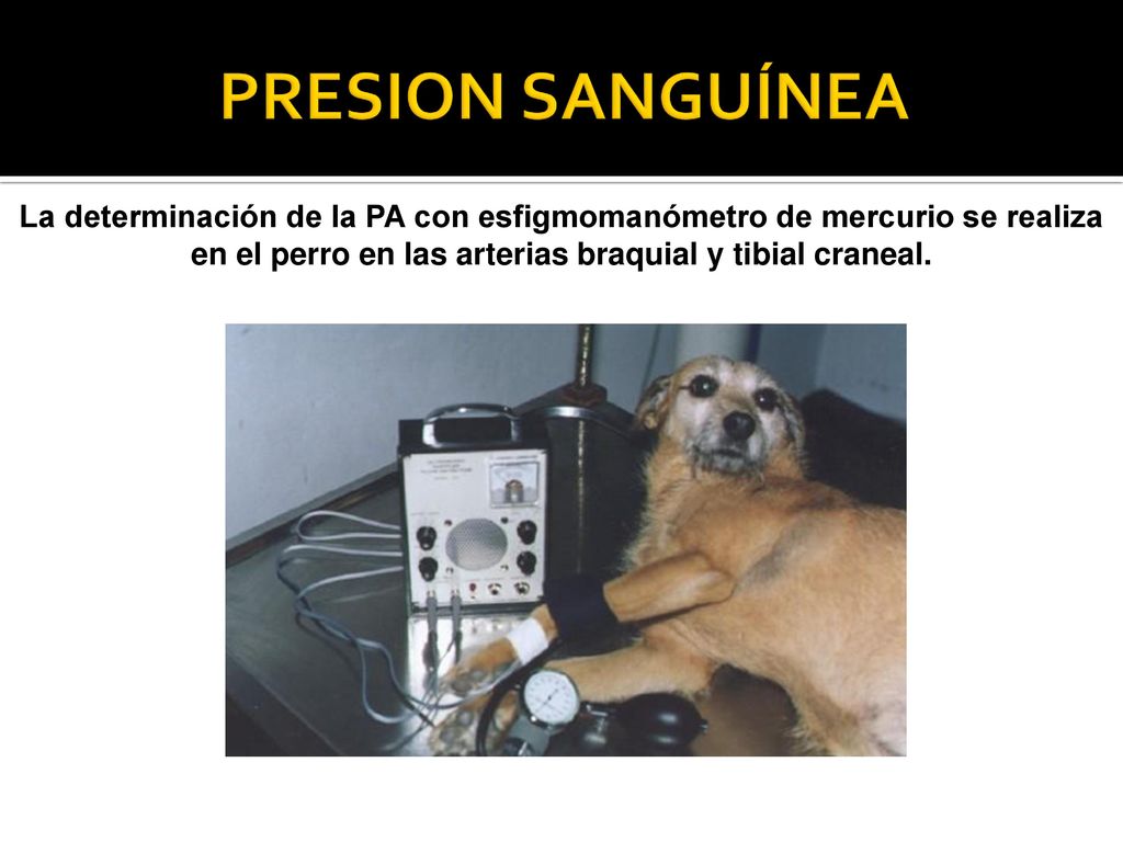 PRESION SANGUÍNEA La determinación de la PA con esfigmomanómetro de mercurio se realiza en el perro en las arterias braquial y tibial craneal.
