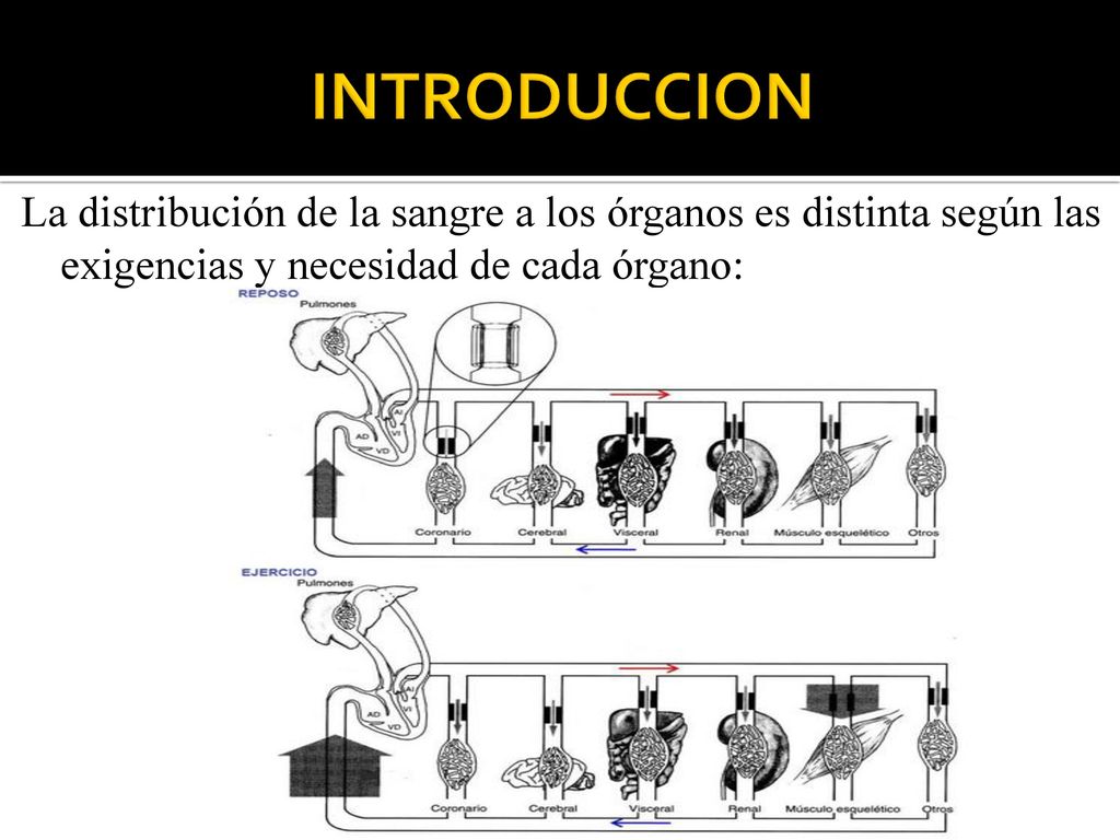 INTRODUCCION La distribución de la sangre a los órganos es distinta según las exigencias y necesidad de cada órgano: