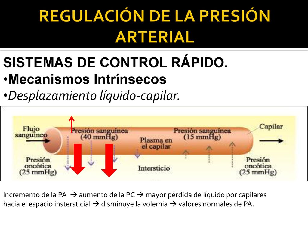 REGULACIÓN DE LA PRESIÓN ARTERIAL