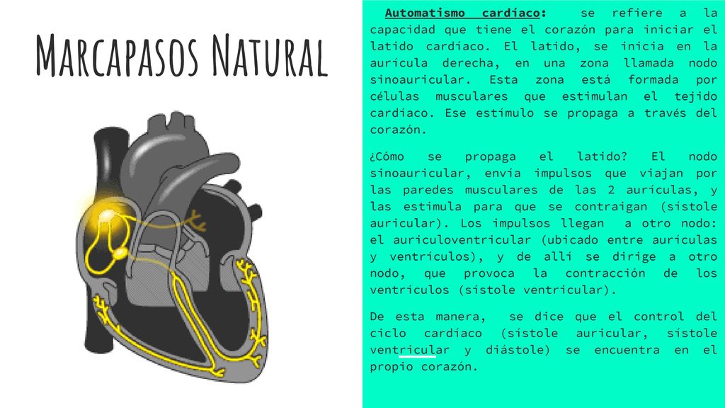 Automatismo cardíaco: se refiere a la capacidad que tiene el corazón para iniciar el latido cardíaco. El latido, se inicia en la aurícula derecha, en una zona llamada nodo sinoauricular. Esta zona está formada por células musculares que estimulan el tejido cardíaco. Ese estímulo se propaga a través del corazón.