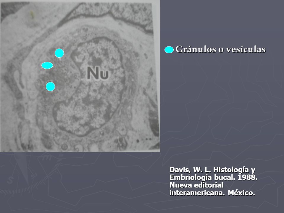 Gránulos o vesículas Davis, W. L. Histología y Embriología bucal.