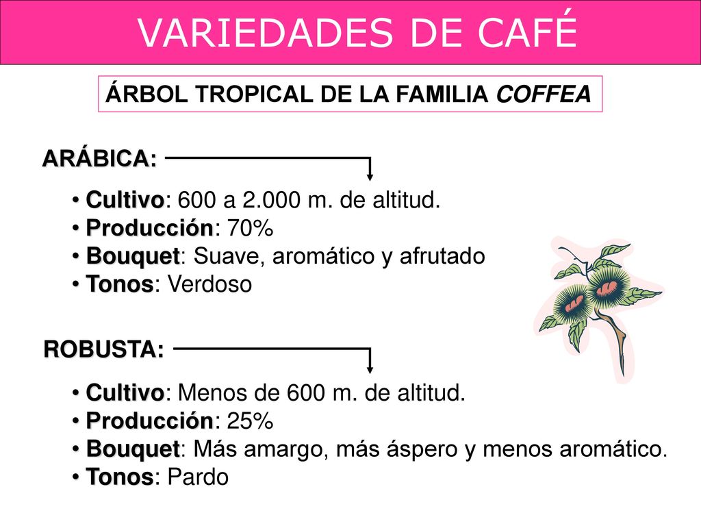 VARIEDADES DE CAFÉ ÁRBOL TROPICAL DE LA FAMILIA COFFEA ARÁBICA:
