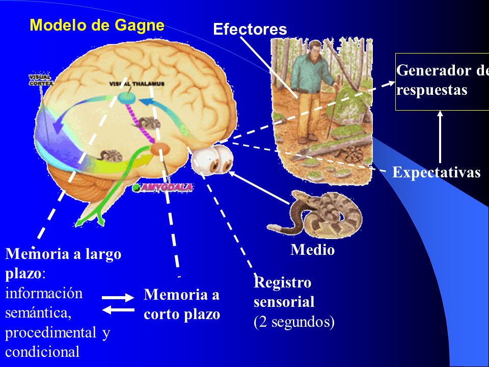 Modelo de Gagne Efectores. Generador de respuestas. Expectativas. Medio.