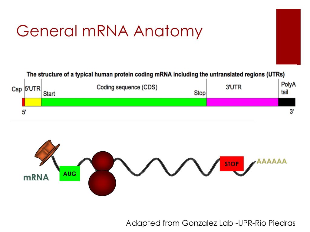 General mRNA Anatomy mRNA Adapted from Gonzalez Lab -UPR-Rio Piedras