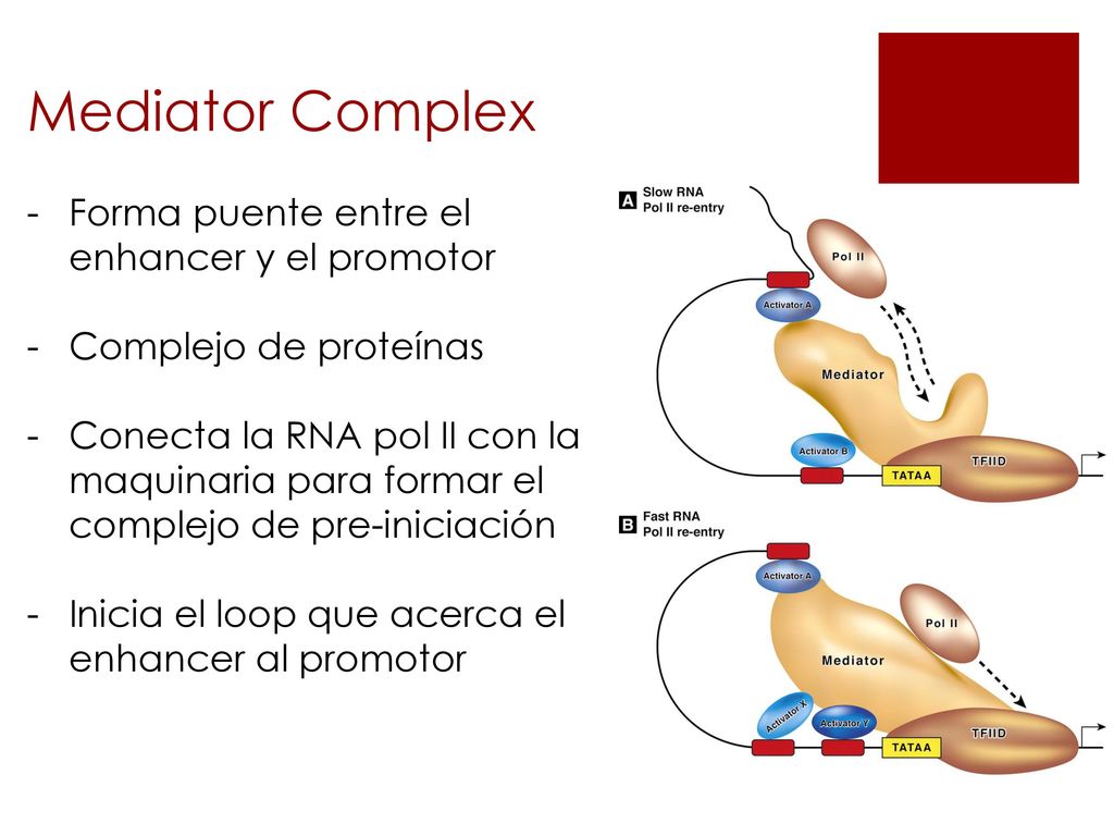 Mediator Complex Forma puente entre el enhancer y el promotor