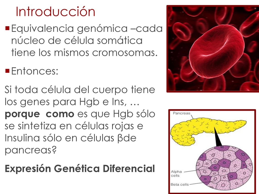 Introducción Equivalencia genómica –cada núcleo de célula somática tiene los mismos cromosomas. Entonces: