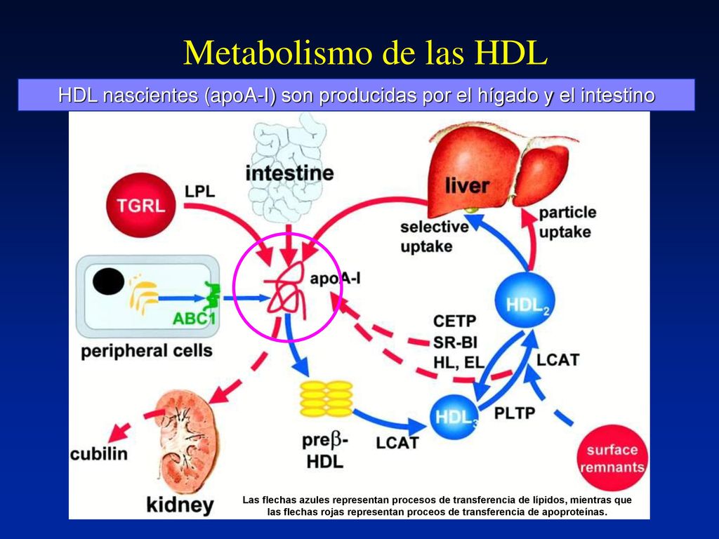 Metabolismo de las HDL HDL nascientes (apoA-I) son producidas por el hígado y el intestino.