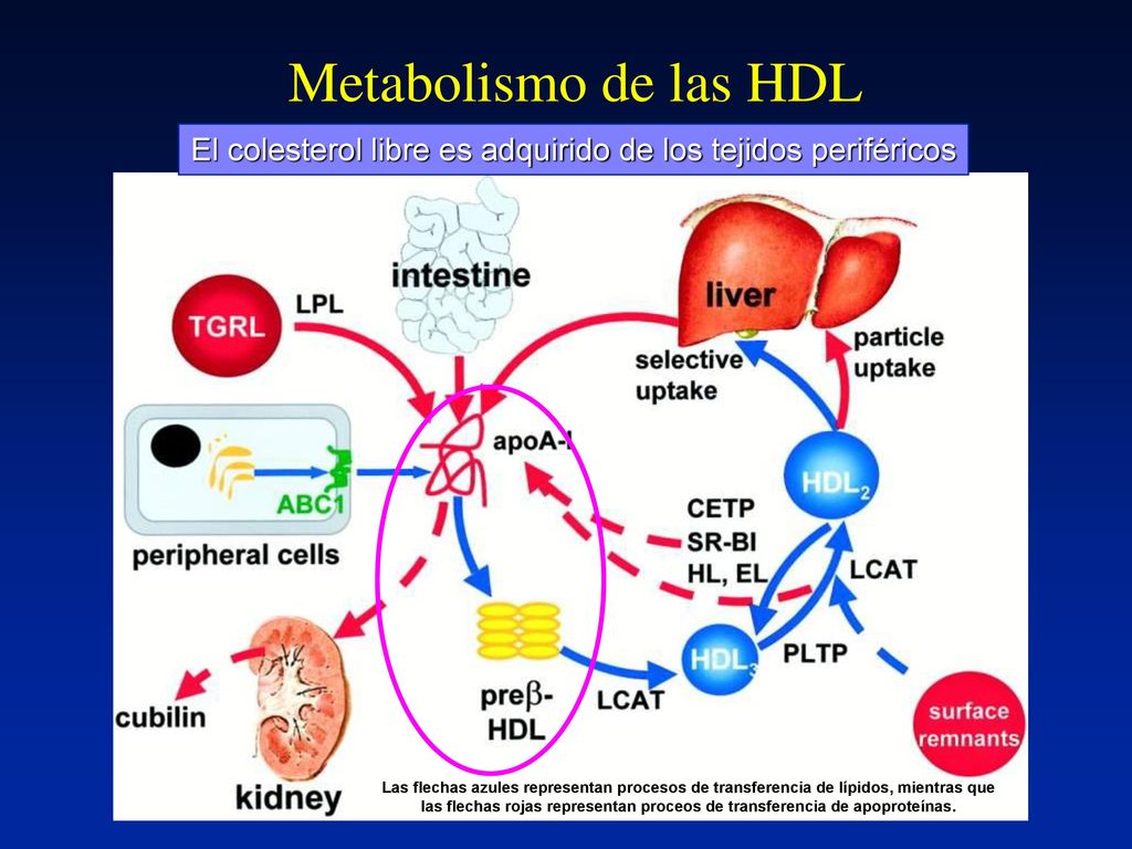 Metabolismo de las HDL El colesterol libre es adquirido de los tejidos periféricos.