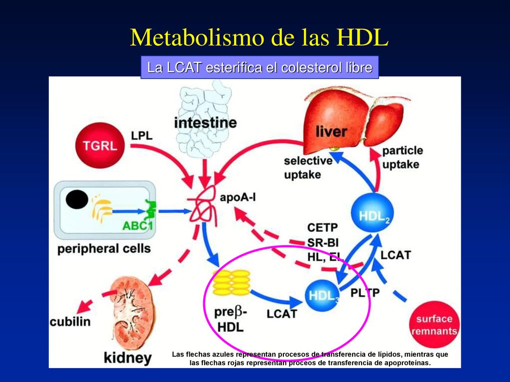 Metabolismo de las HDL La LCAT esterifica el colesterol libre