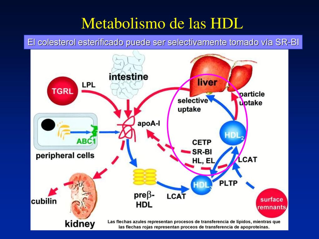 Metabolismo de las HDL El colesterol esterificado puede ser selectivamente tomado vía SR-BI.
