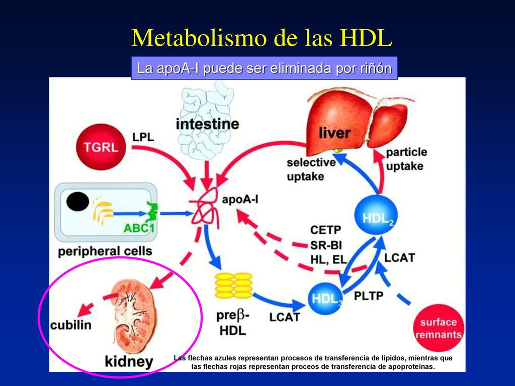 Metabolismo de las HDL La apoA-I puede ser eliminada por riñón