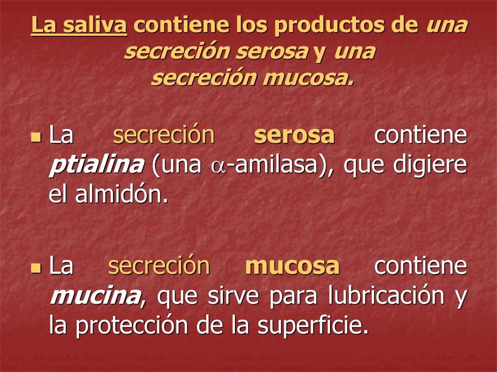 La saliva contiene los productos de una secreción serosa y una secreción mucosa.