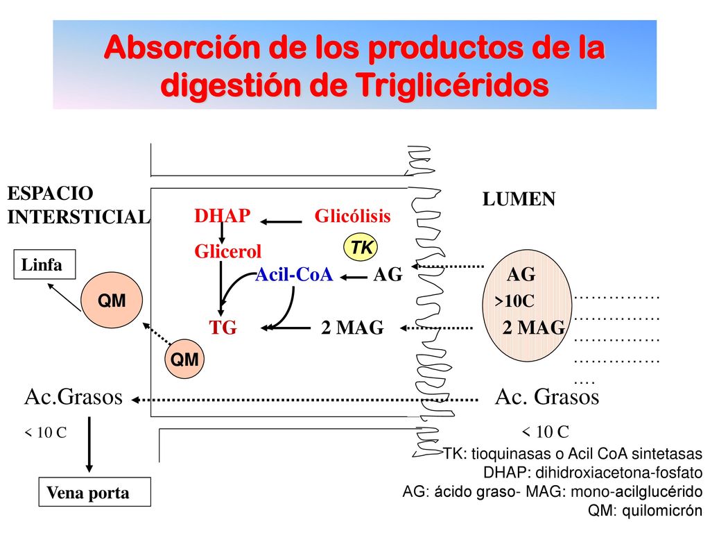 Absorción de los productos de la digestión de Triglicéridos