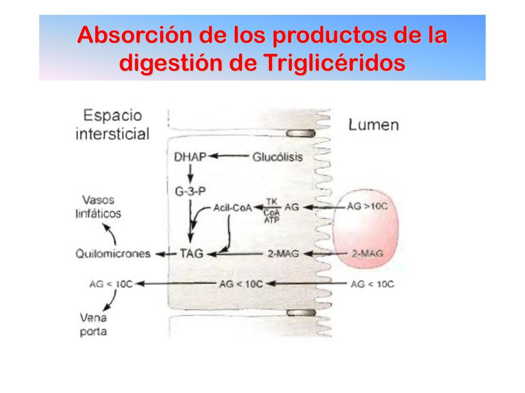 Absorción de los productos de la digestión de Triglicéridos