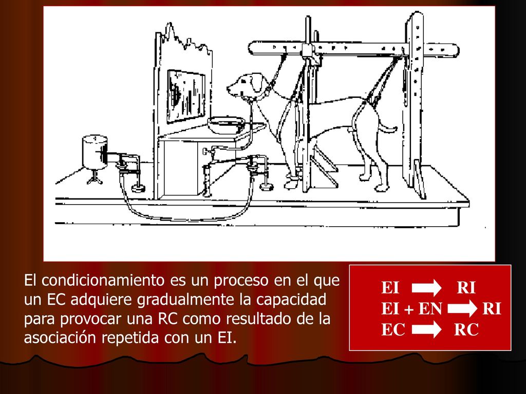 El condicionamiento es un proceso en el que un EC adquiere gradualmente la capacidad para provocar una RC como resultado de la asociación repetida con un EI.