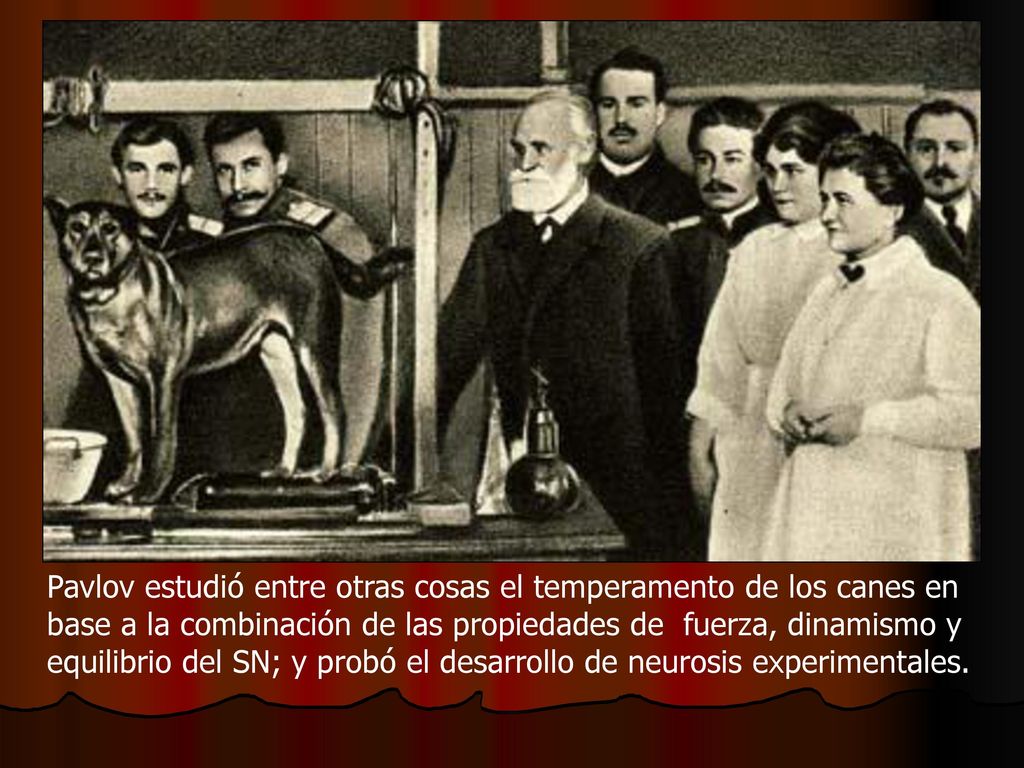 Pavlov estudió entre otras cosas el temperamento de los canes en base a la combinación de las propiedades de fuerza, dinamismo y equilibrio del SN; y probó el desarrollo de neurosis experimentales.