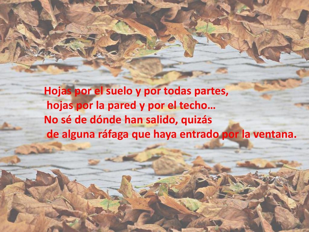 Hojas por el suelo y por todas partes, hojas por la pared y por el techo… No sé de dónde han salido, quizás de alguna ráfaga que haya entrado por la ventana.