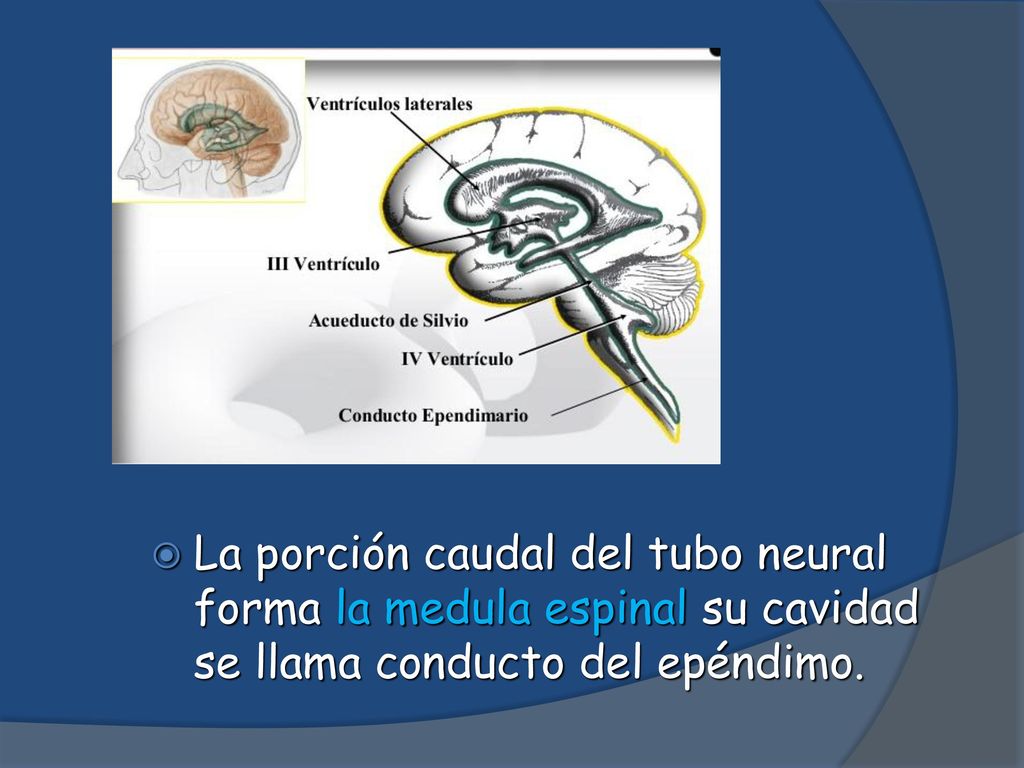 La porción caudal del tubo neural forma la medula espinal su cavidad se llama conducto del epéndimo.