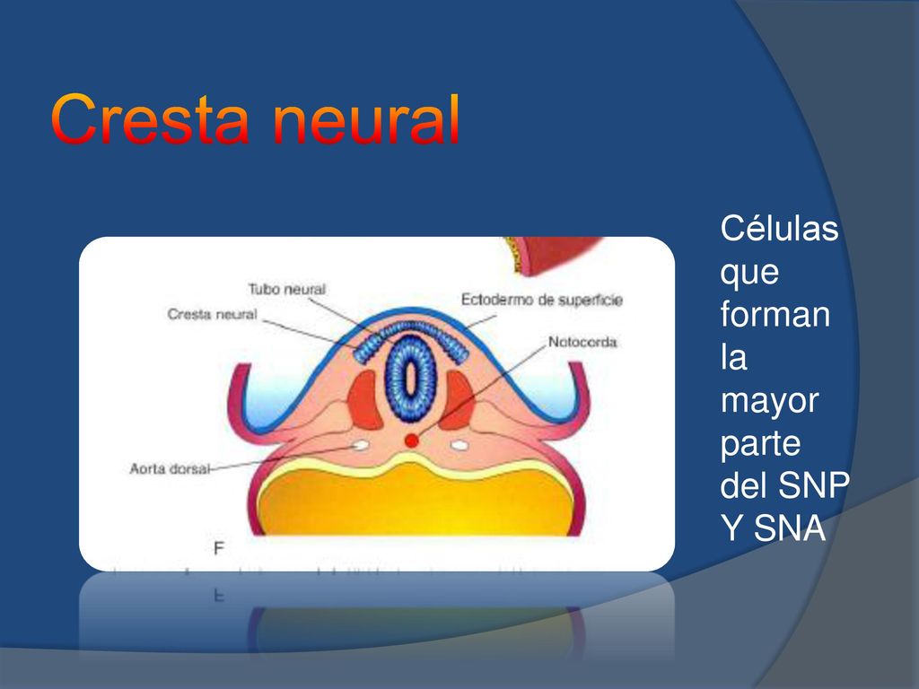 Cresta neural Células que forman la mayor parte del SNP Y SNA