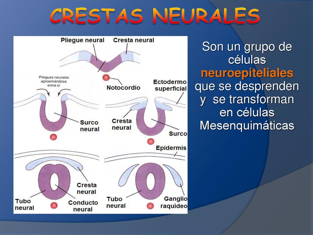Crestas neurales Son un grupo de células neuroepiteliales que se desprenden y se transforman en células Mesenquimáticas.