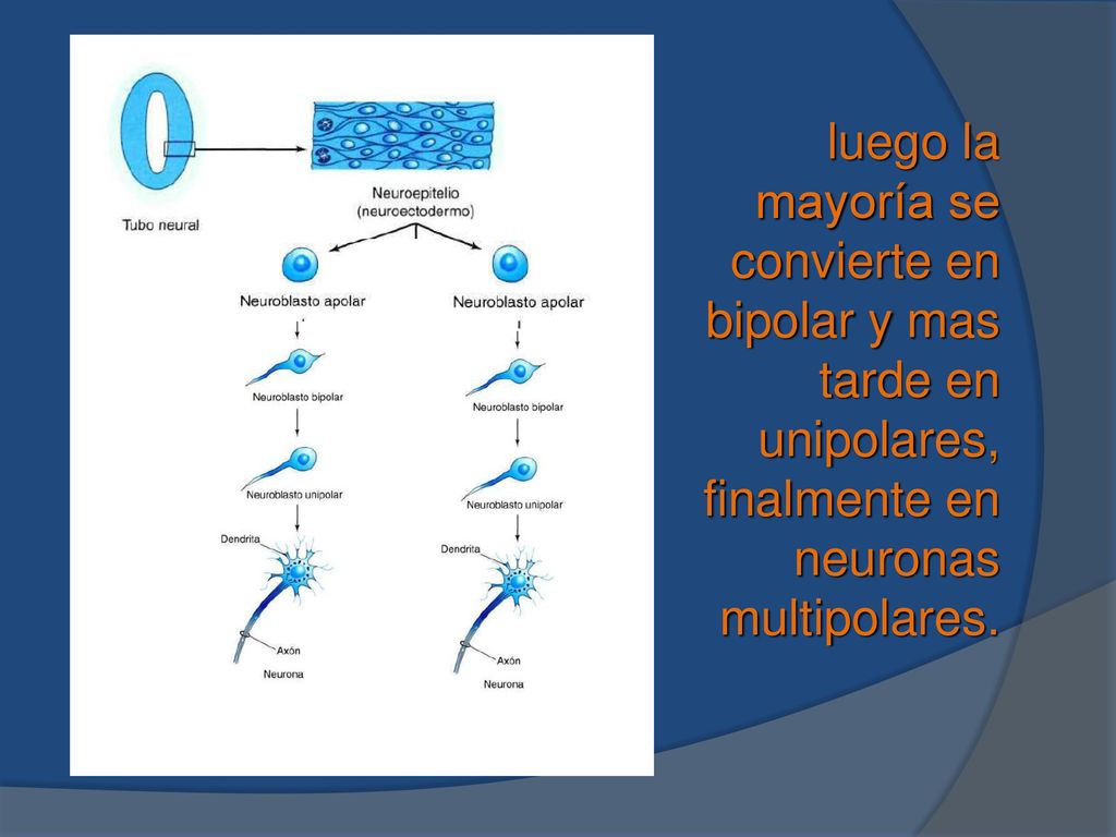 luego la mayoría se convierte en bipolar y mas tarde en unipolares, finalmente en neuronas multipolares.