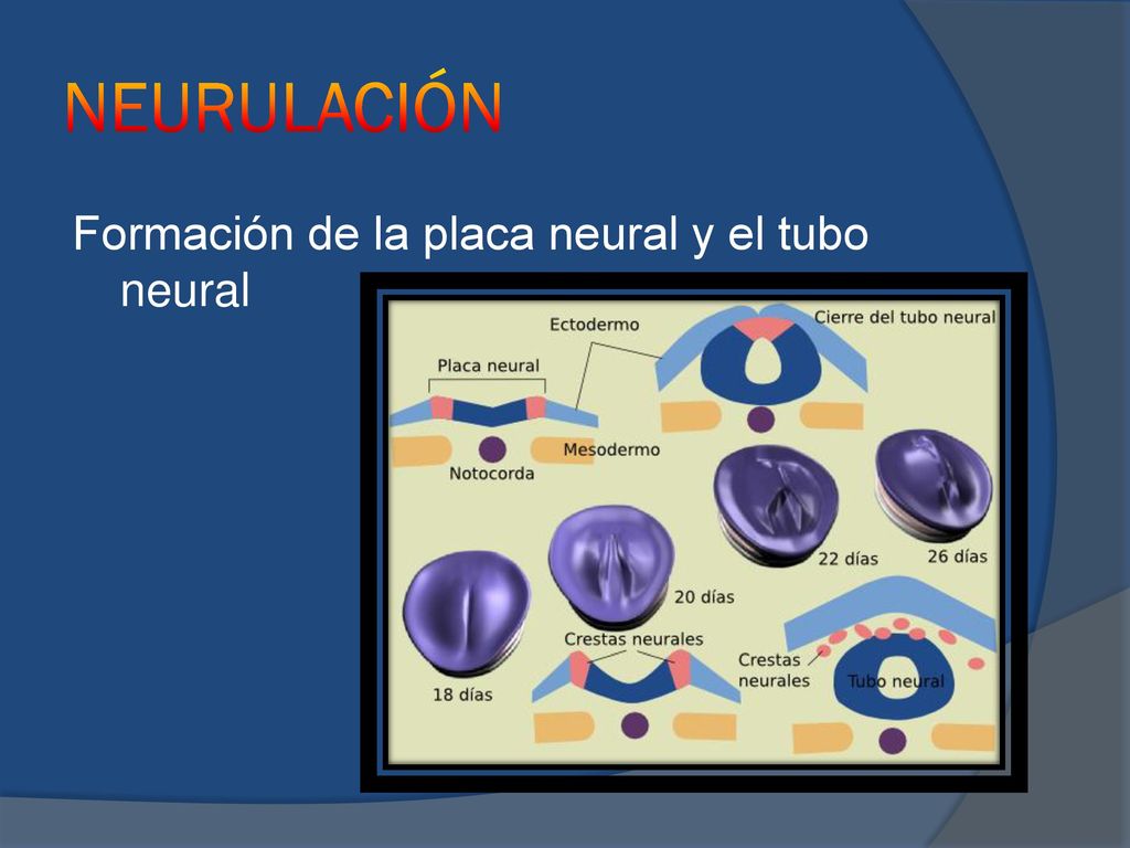 NEURULACIÓN Formación de la placa neural y el tubo neural