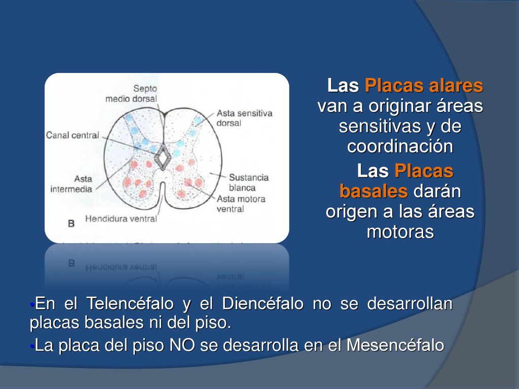 Las Placas alares van a originar áreas sensitivas y de coordinación