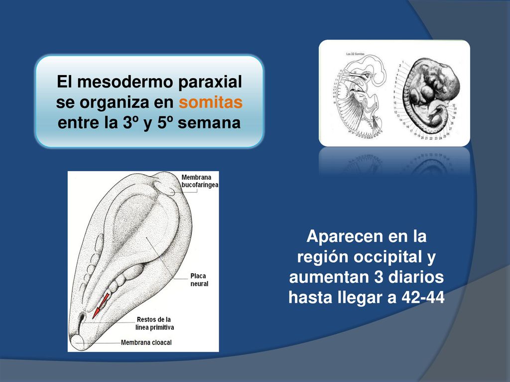 El mesodermo paraxial se organiza en somitas entre la 3º y 5º semana