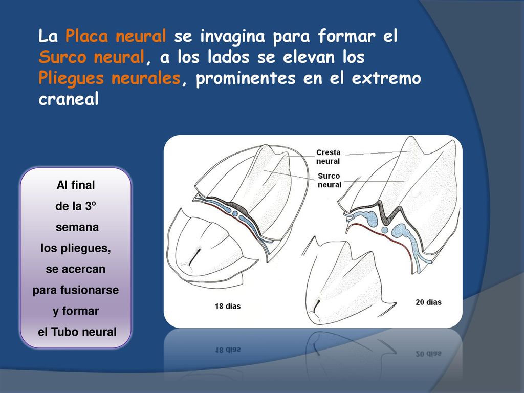La Placa neural se invagina para formar el Surco neural, a los lados se elevan los Pliegues neurales, prominentes en el extremo craneal