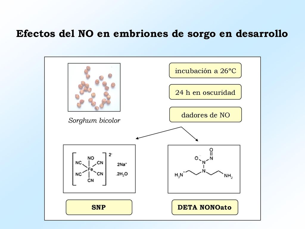 Efectos del NO en embriones de sorgo en desarrollo