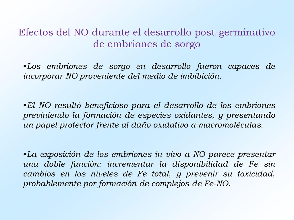 Efectos del NO durante el desarrollo post-germinativo de embriones de sorgo