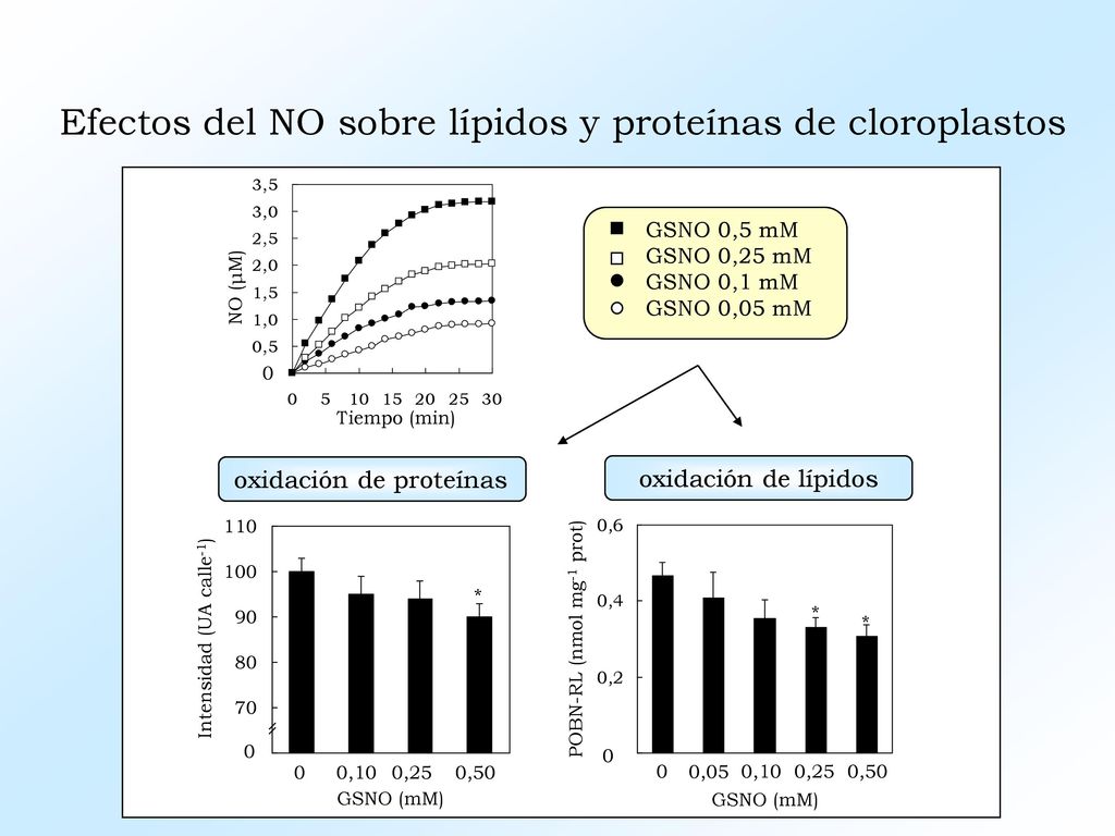Efectos del NO sobre lípidos y proteínas de cloroplastos