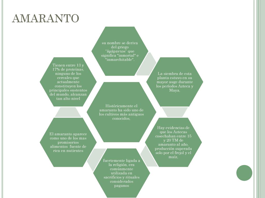 AMARANTO Históricamente el amaranto ha sido uno de los cultivos más antiguos conocidos,