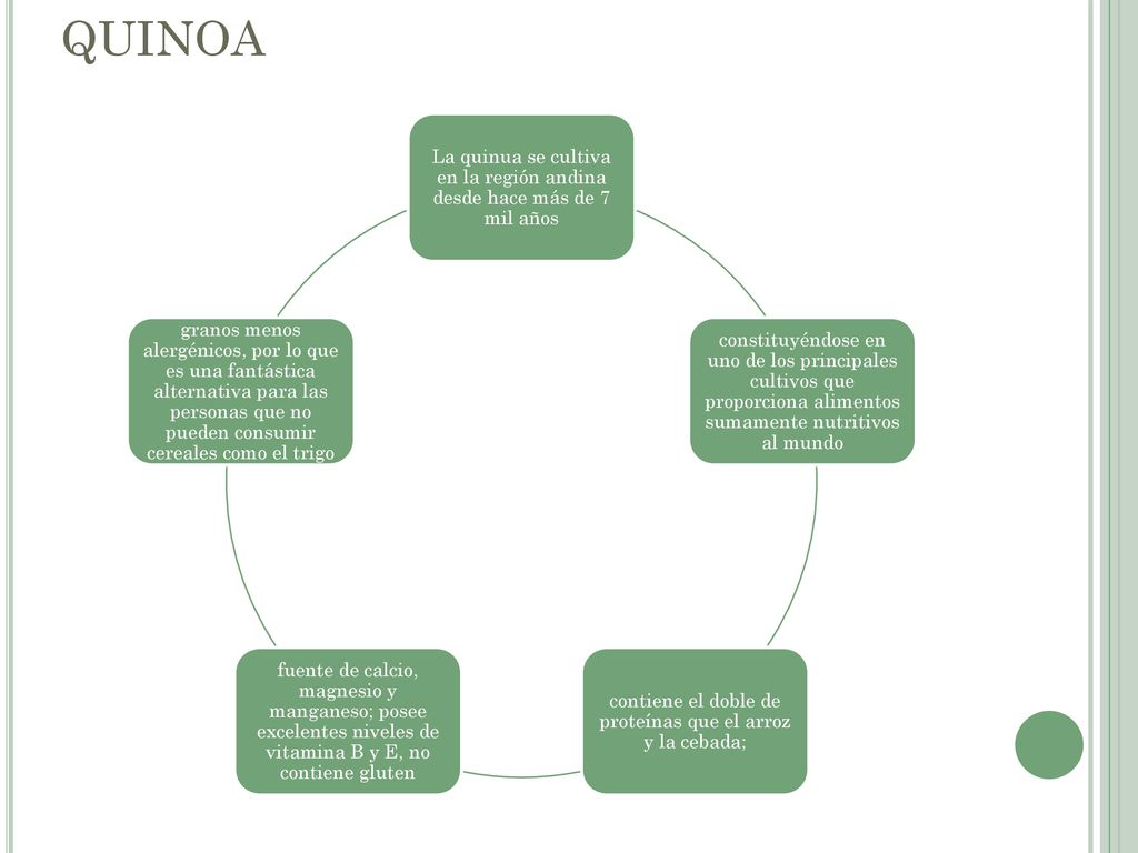 QUINOA La quinua se cultiva en la región andina desde hace más de 7 mil años.