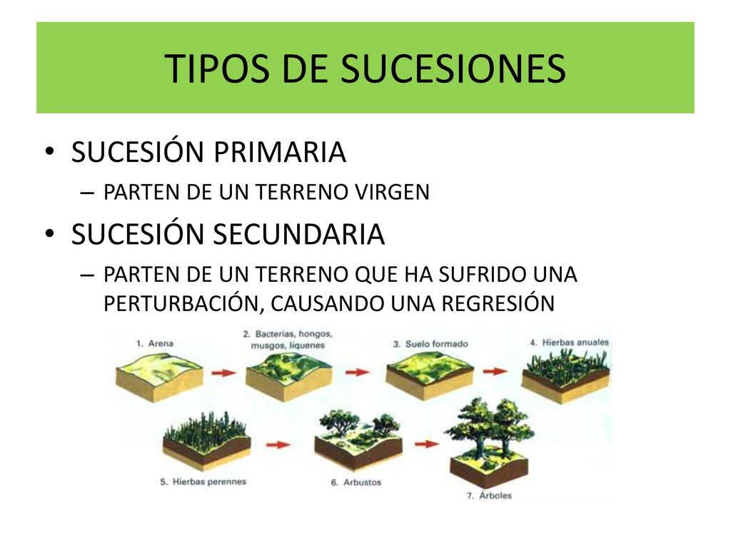 TIPOS DE SUCESIONES SUCESIÓN PRIMARIA SUCESIÓN SECUNDARIA