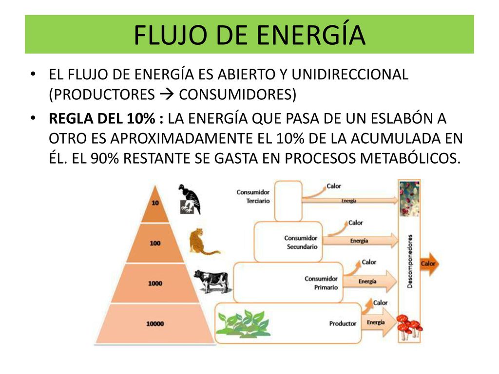 FLUJO DE ENERGÍA EL FLUJO DE ENERGÍA ES ABIERTO Y UNIDIRECCIONAL (PRODUCTORES  CONSUMIDORES)