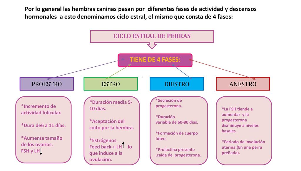 Por lo general las hembras caninas pasan por diferentes fases de actividad y descensos hormonales a esto denominamos ciclo estral, el mismo que consta de 4 fases: