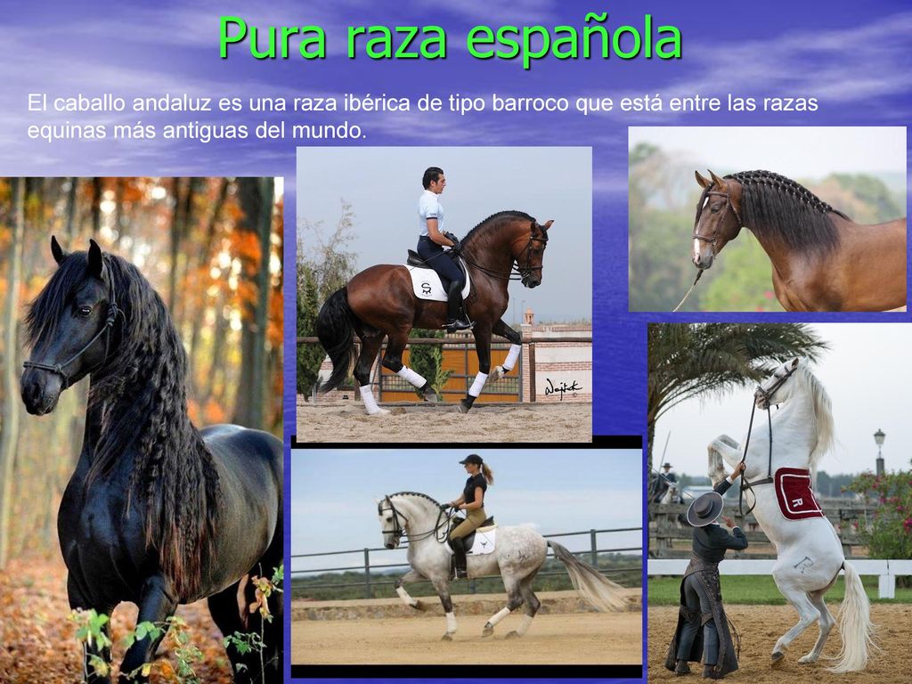 Pura raza española El caballo andaluz es una raza ibérica de tipo barroco que está entre las razas equinas más antiguas del mundo.
