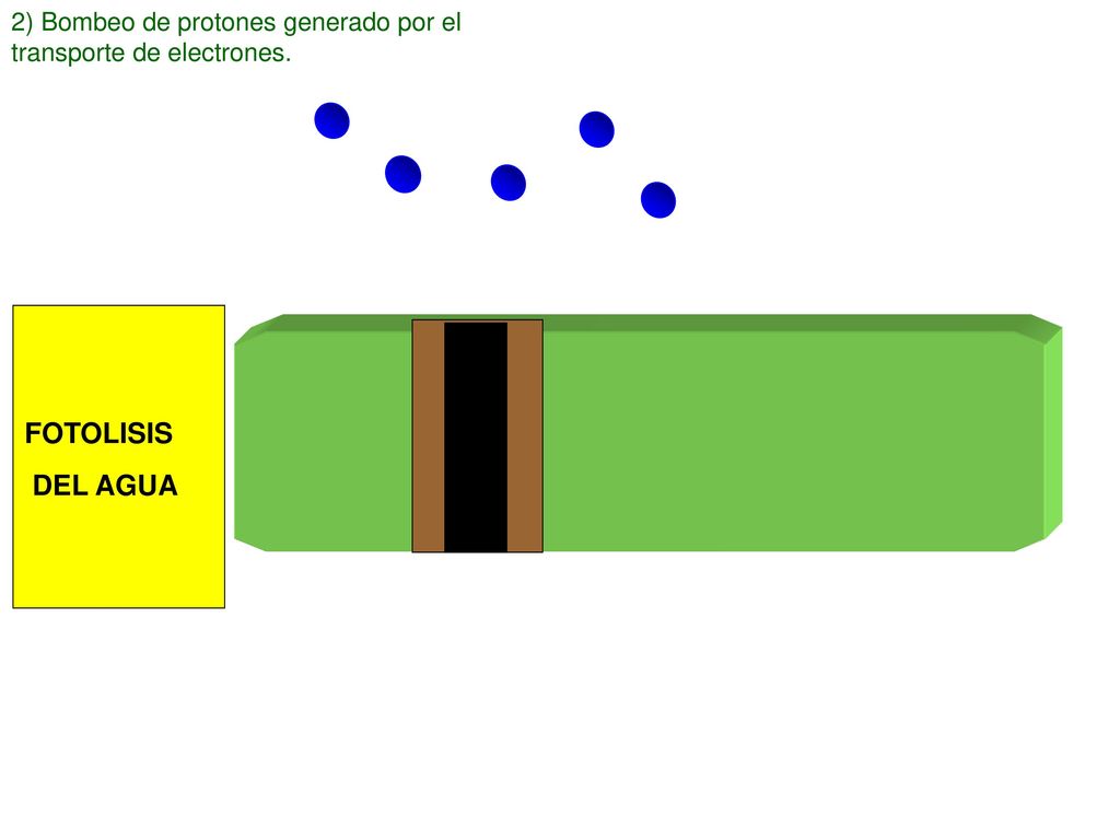 2) Bombeo de protones generado por el transporte de electrones.
