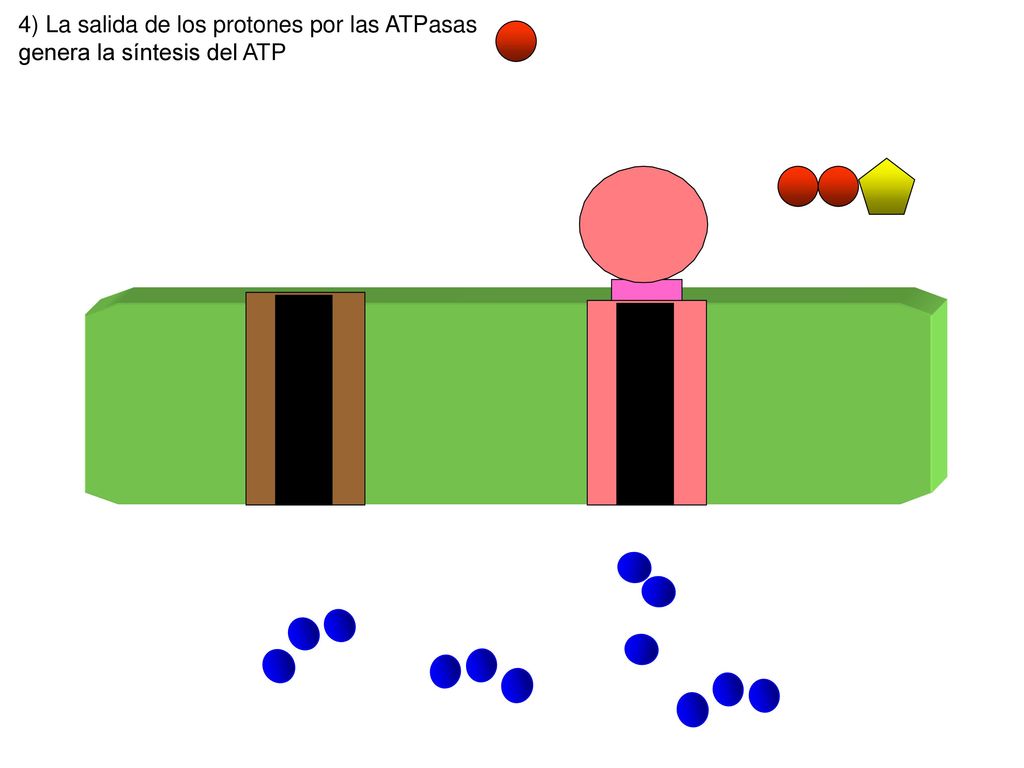 4) La salida de los protones por las ATPasas genera la síntesis del ATP