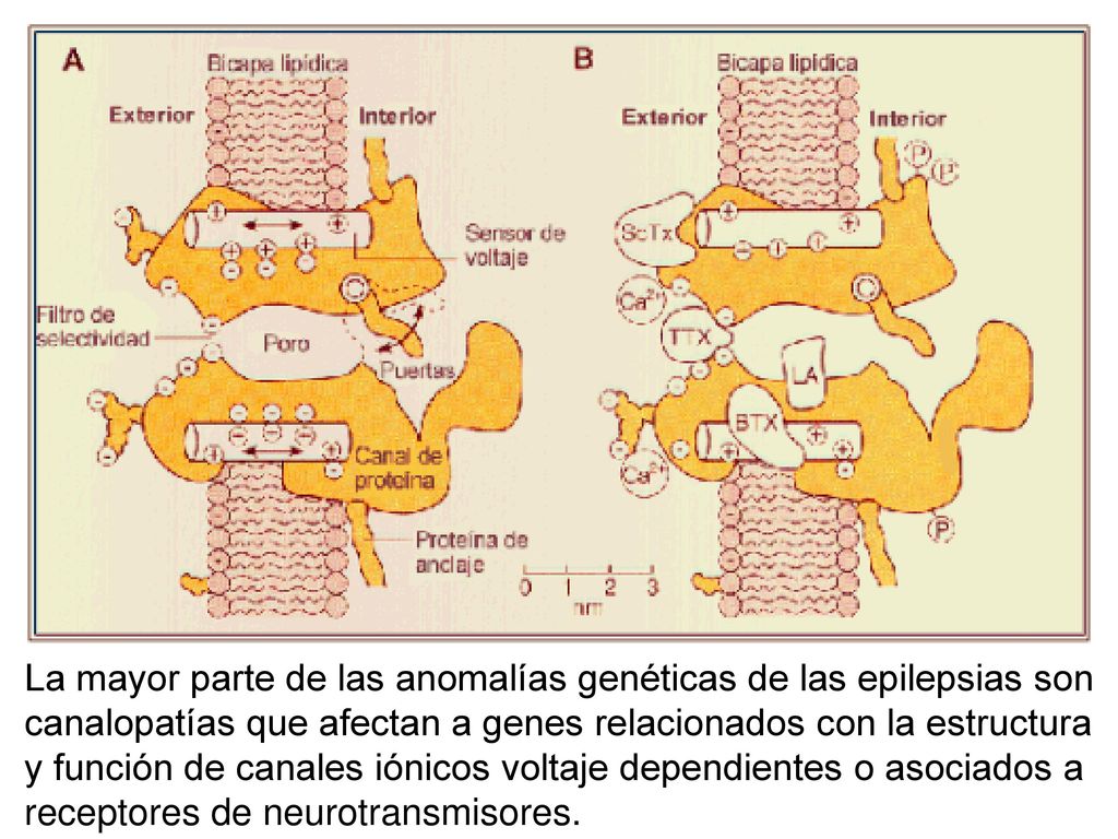 La mayor parte de las anomalías genéticas de las epilepsias son