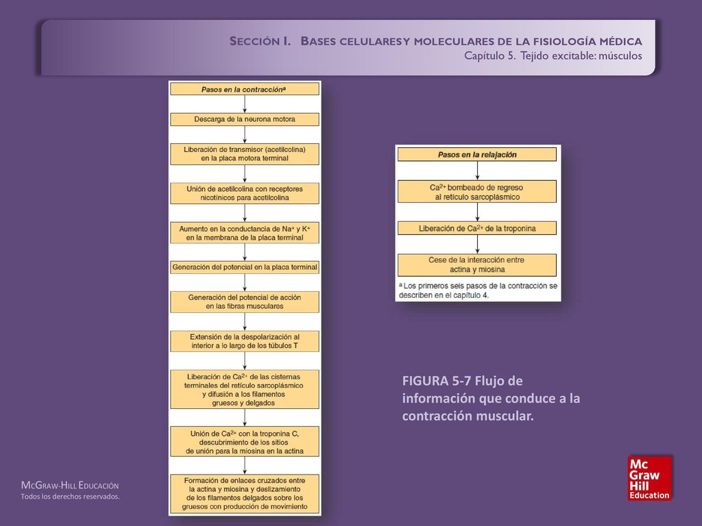 FIGURA 5-7 Flujo de información que conduce a la contracción muscular.