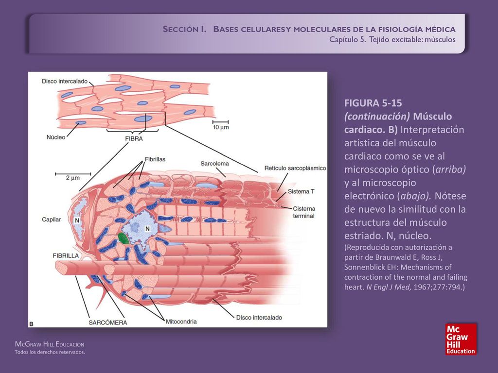 Sección I. Bases celulares y moleculares de la fisiología médica