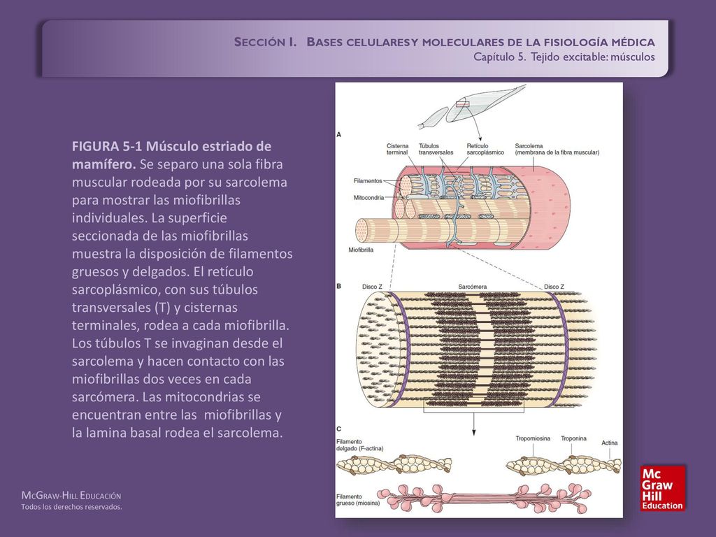 Sección I. Bases celulares y moleculares de la fisiología médica